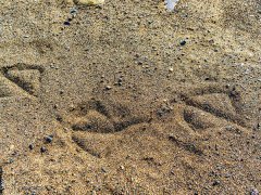 ��ɰ����γɵ����c�C��ɰ�C��ʲô�^(q��)�e��